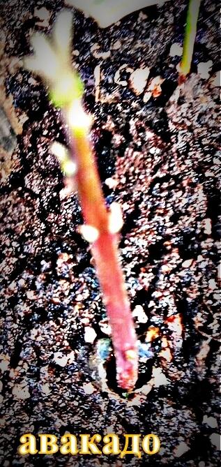 Плохой фокус, однако почки заметны, а листьев нет...