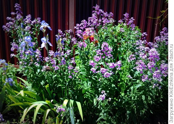 Моя  Вечерница  Матроны...