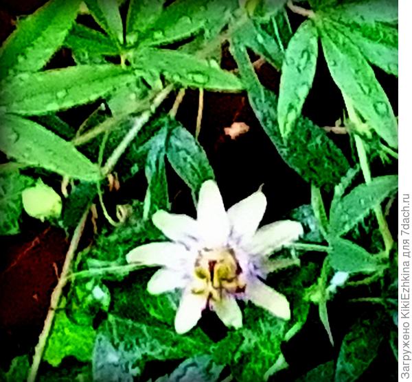 Смотрю и думаю: и где тут красота?