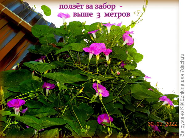 Конкретно эти лианы  выросли на бетонной полоске, где 2 см грунта  насыпано между  бордюром и листом забора...