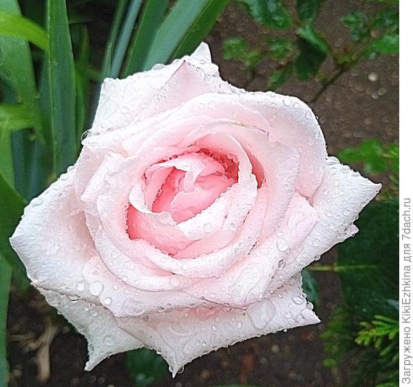 Бедная  роза распотрошённая  ливнем...