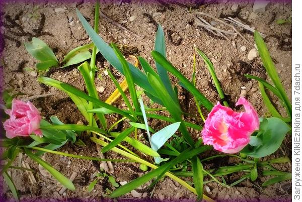 Снова  зятёк закупил луковицы  тюльпанов и  сам рассадил их в  верхнем саду... Таким было их первое цветение в прошедшем  уже мае...