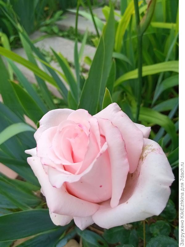 А  единственная  классическая  Роза в моём саду  уже отцвела: нежная, лирическая, но  цвела всего 1 неделю!