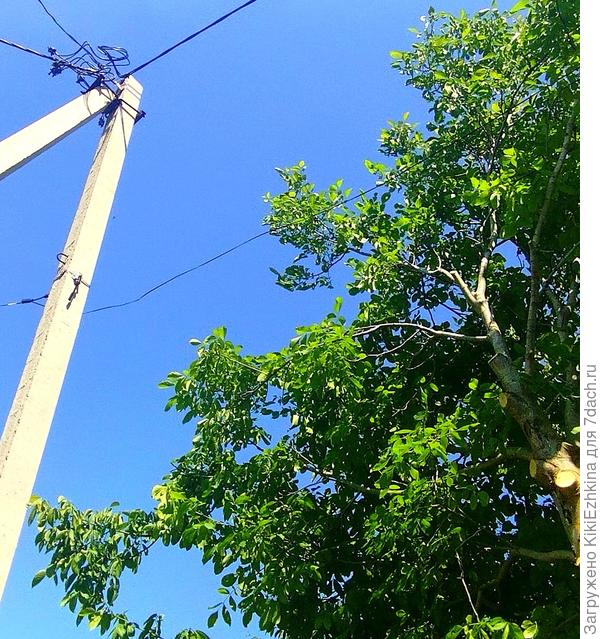 орех  подстриженный...