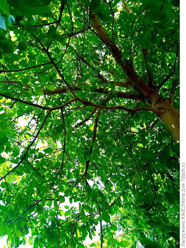 Орех не обрезанный -разгулялся- кабеля не видать среди  ветвей!