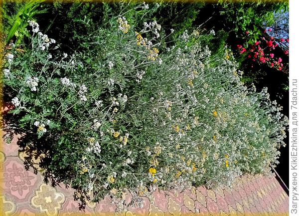 Цинерария   создаёт  в нашем  дворе пустынный  пейзаж на  солнцепёке...