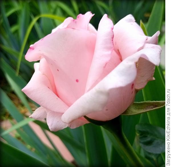 Наивная бабушка вырастила этот кустик  розы из черенка - просто прикопала  черенок без корешков непосредственно  в ту же самую рабатку...