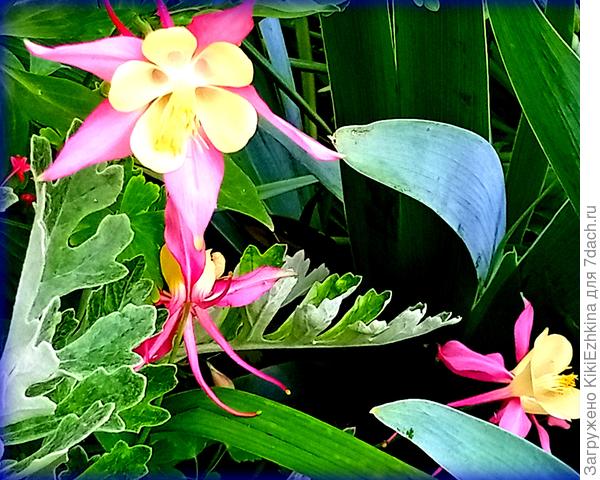 А вот Аквилегию удалось вырастить  посевом в контейнеры на подоконнике  только  со второй  попытки...  Бабушка не ищет &quot;лёгких&quot; путей!