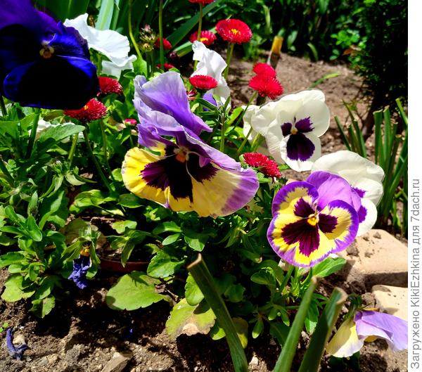 Зятёк  купил эти Виолы в  магазине уже  цветущими  - посадил в феврале  в рабатку, и цветёт композиция до сего дня!