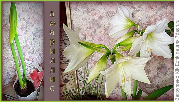 Семена этого Гипеаструма я  уложила на проращивание в плошку с водичкой на подоконнике...