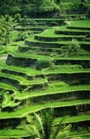 Думаю,что это не ваш случай! - первый  вариант...