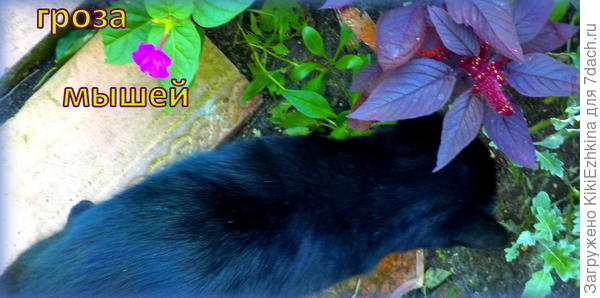 Сторож сада...