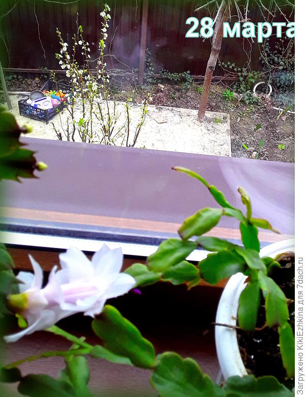 ФОТОФАКТ:   за окном зацвела Слива, а на  подоконнике  цветёт &quot;Белая Ева&quot;