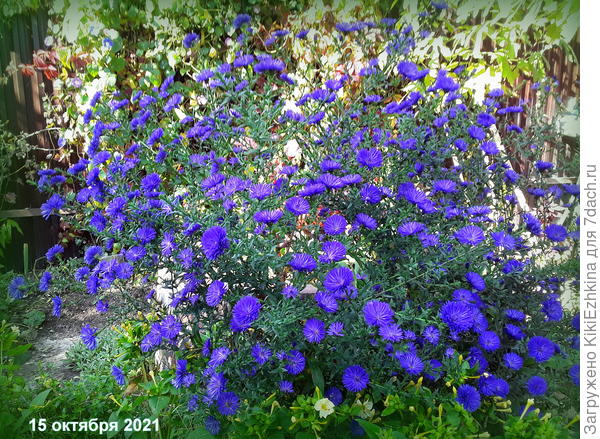 Как видите- цвёл высоким   и широким кустом  - 1 корешок...