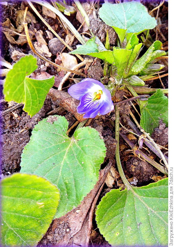 В моём саду цветёт очень рано - когда  её листва ещё побита морозами,позднее листва обновляется... но цветов уже нет... растёт   у меня по бордюрам тротуарчиков...