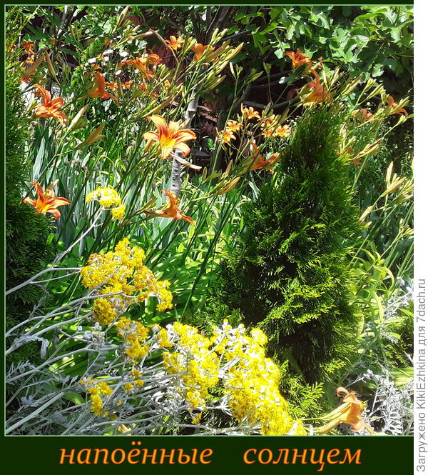 Две волны цветения накатывают одна на другую: начала Цинерария огромной волной искрящегося золота и следом подключился Лилейник огненно-пламенеющий...