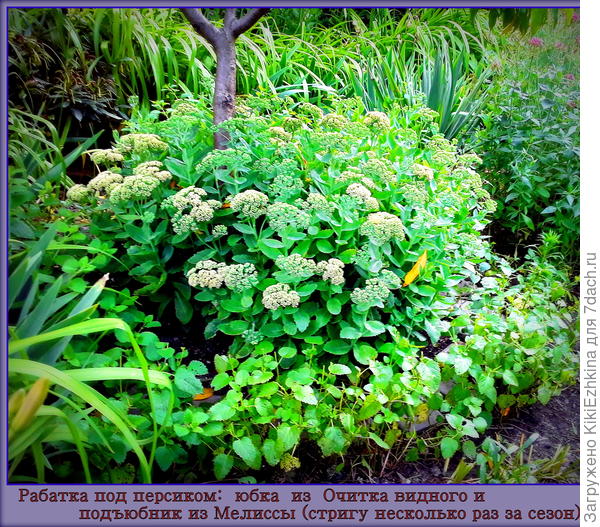 Мелисса под Персиком после первой  стрижки  в сезоне...