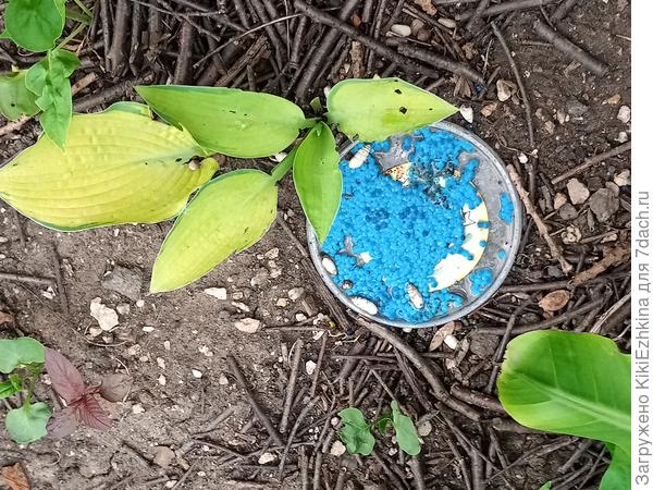 По всему саду под кустами &quot;Гроза&quot; в  гранулах, однако половина листьев  покусана!  КАК  люди добиваются красивых кустов  Хосты  - без дырочек?