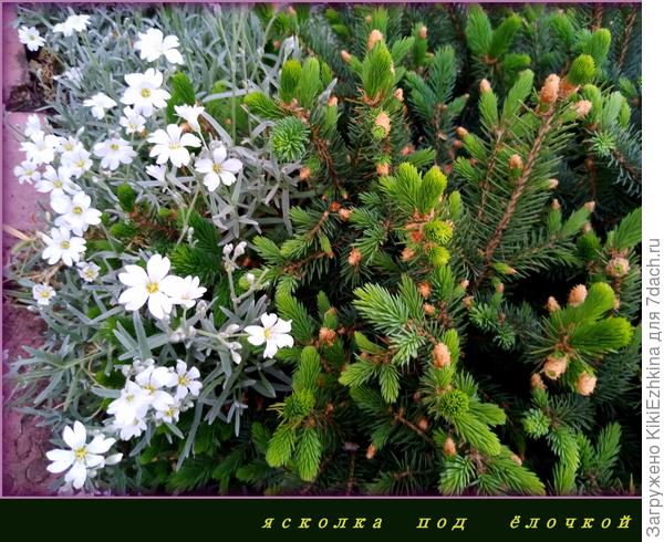 Обожаю Ясколку Биберштейна...