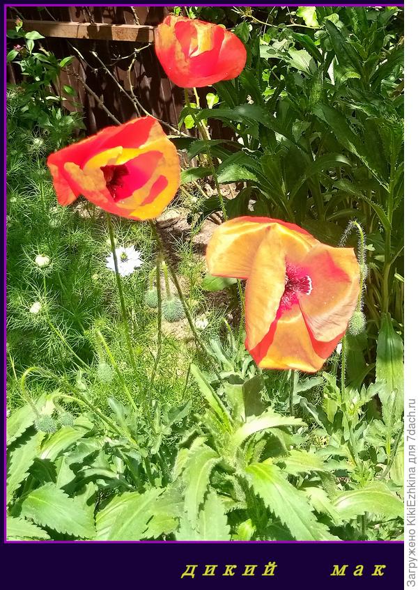 Как обычно- вот он, мою любимый  цвет: &quot;Дурак  красному рад!&quot;  ;)