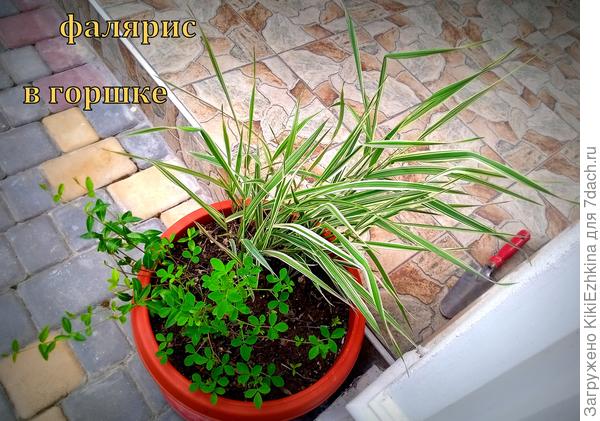 Этот  тростниковый  злак  очень оживляет пейзаж по ранней  весне -когда ещё все остальные мои  посадки только-только начинают прорастать... А он уже зеленеет и вихрится на ветру!