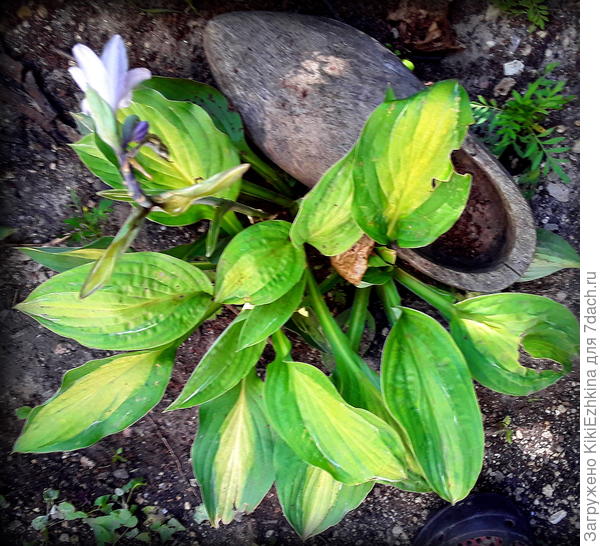 Больше  всего  у меня страдают от улиток именно Хосты... Ждёшь :   когда же нарастут эти красивые большие  листья, а потом смотришь  - они все в дырочках!  В этот башмак я насыпала для улиток приманку-отраву &quot;Гроза&quot;