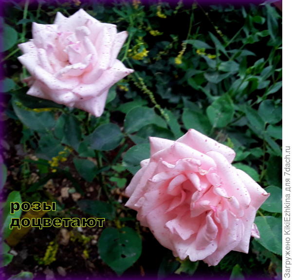 В  моём саду  выживает единственный  сорт розы:   Светло-розовая  (?)  - доцветает...