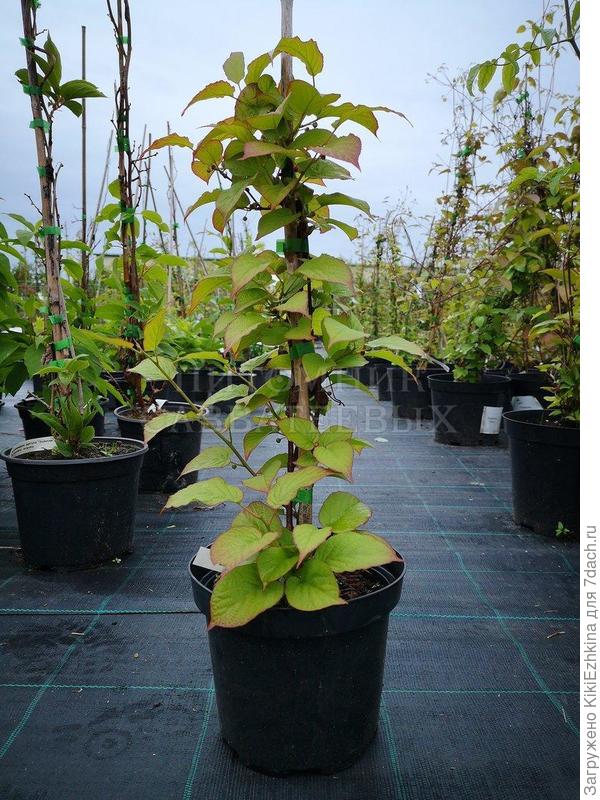 Можно от кота даже в  трубку  лиану  запрятать на  какое-то время... пока подрастает...