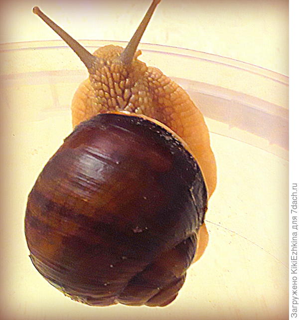 Виноградная  улитка выловленная  в саду и высаженная в лоток  для наблюдений...