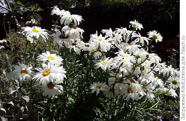 Вот он, результат разнузданного   трёхлетнего  поведения &quot;бабушки&quot;  :)