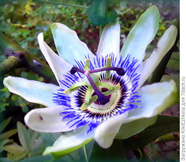 Пассифлора,  через три года  выращивания лианы из отщипнутого  с чужого забора  черенка , выдаёт в этом сезоне  ежедневное цветение...