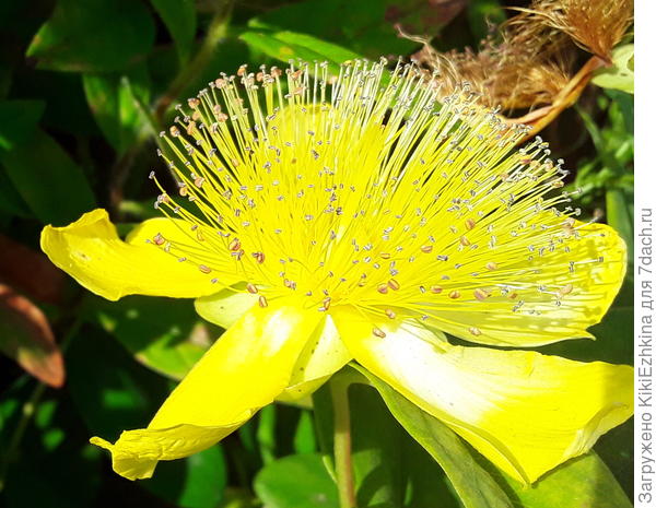 Незнакомец  с городской  клумбы