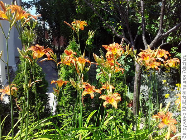 Лилейник &amp;quot;Королева Мая&amp;quot; вошёл в полную силу цветения