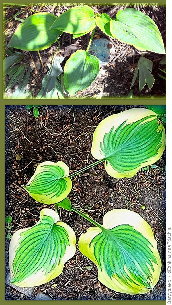 Нижняя Хоста почему-то разбросала листья по земле... Сейчас лежат-не знаю что с этим делать?