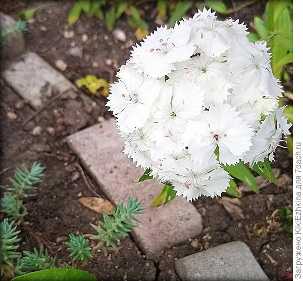 Отпрыск бело-розового сорта турецкой гвоздики...