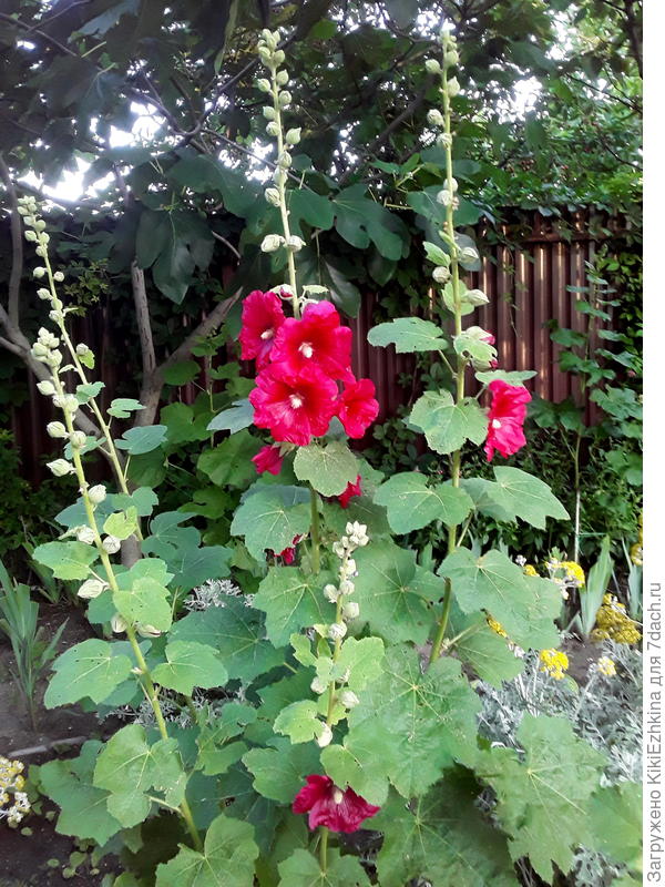 А в моём саду расцвела ещё одна  шток-роза!  Наконец-то я   имею тот самый уголок &amp;quot;кантри&amp;quot;  внутри своего сада!