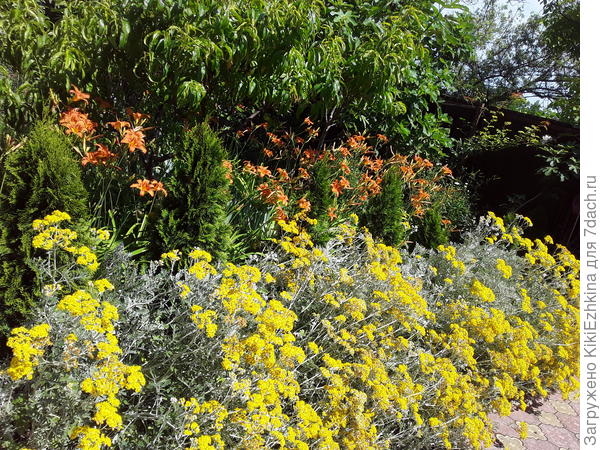 Так бордюр выглядел к концу июня