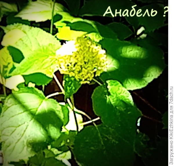 Наша  надежда на освоение  &amp;quot;неугодья&amp;quot;  за  песочным коробом...