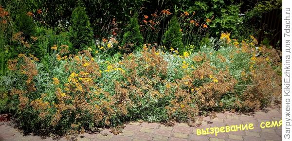 Сейчас  набралась терпения и жду-когда  созреют семена,Чтобы срезать их и разбросать по округе- возможно что-то и прорастёт где-то?  Вокруг пейзаж сожжённый  солнцем в основном...