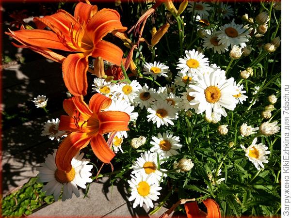 Отцветает постепенно Королева Мая...