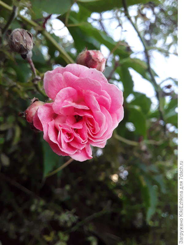 Цветочек на самом деле мелкий (менее 2 см)  Какой может быть сорт?  Налёт от МР  заметен на бутонах...