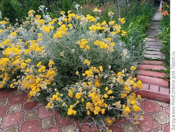 А вот эти  необузданные  золотые  брызги удалось развести из семян собранных с уличного вазона!