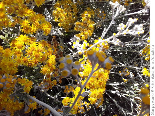 Цинерария на третий год  дала буйное цветение...