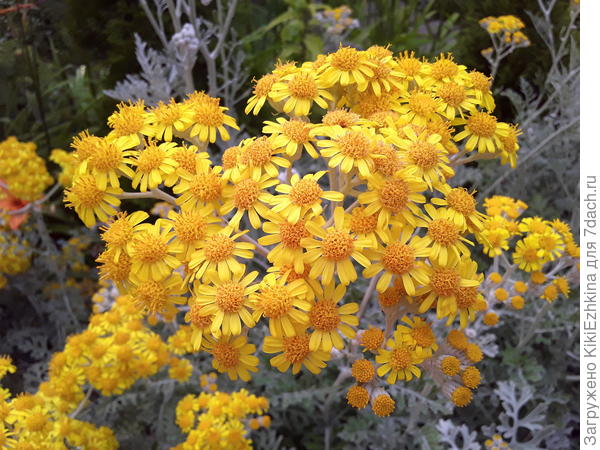 Постепенно отцветают  эти кусты, семян будет-море! Сейчас уже подсыхают... Не представляю куда всё это девать потом?
