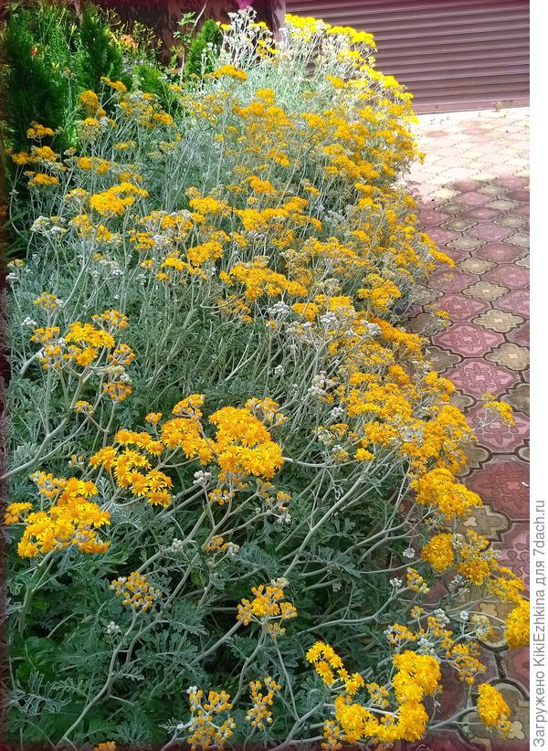 В данное  время   семена после цветения уже  вызревают-скоро предстоит всё это срезать.  Встаёт актуальный  вопрос:   насколько  родикальной должна быть обрезка Цинерарии после цветения?