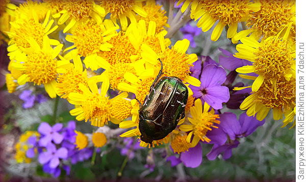 Не знаю как это жук называется, но костюмчик у него на загляденье!