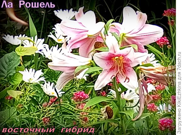 Какой восхитительный аромат распространяет этот великолепный цветок!