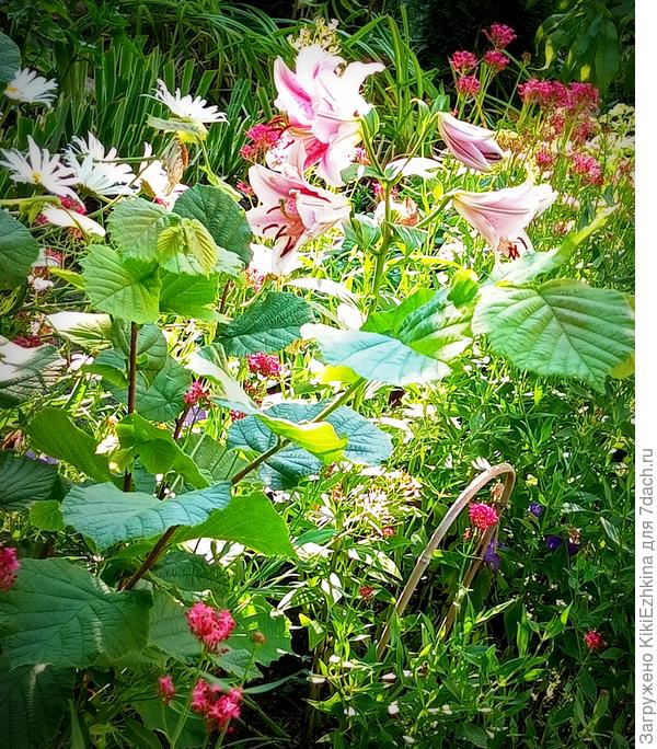 Эта лилишна - наша счастливица : в тесноте, да не в обиде!