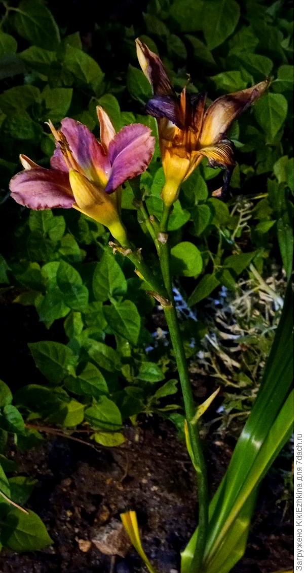 Что за сорт Лилейника?