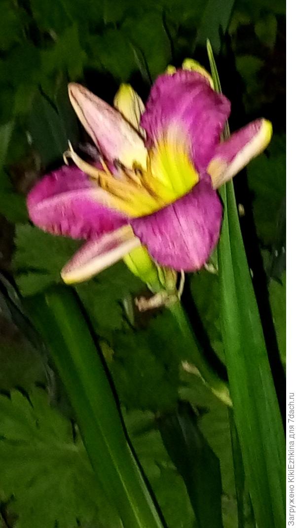 То что это не Лилии а Лилейники- я догадалась...  А вот их имена?